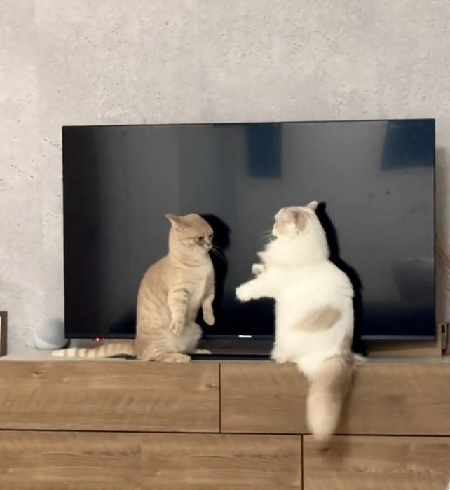 ケンカをする2匹の猫