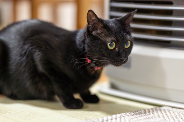 ファンヒーターの吹き出し口にくっついている猫