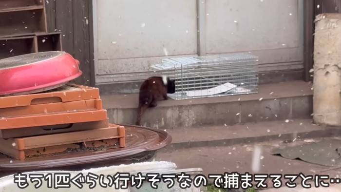 捕獲器に入りかけている猫
