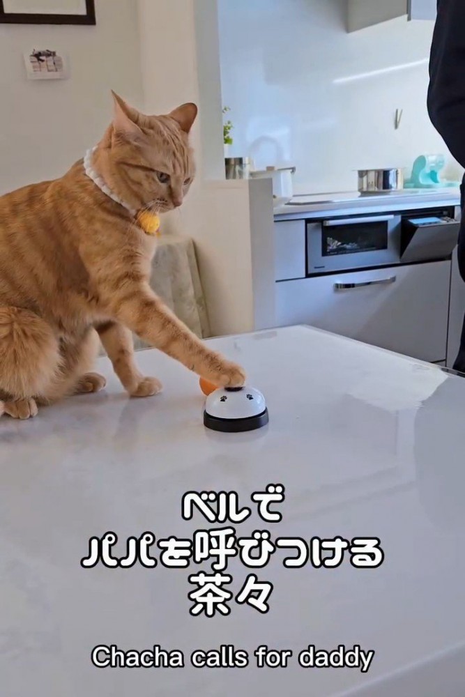 ベルを押す猫