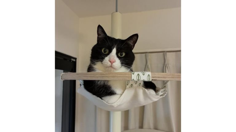 室内にいる猫