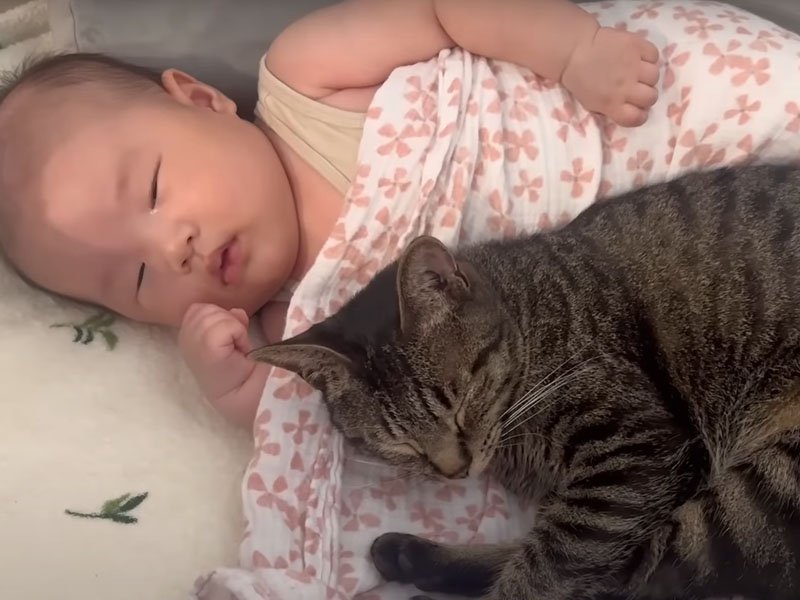 赤ちゃんと猫