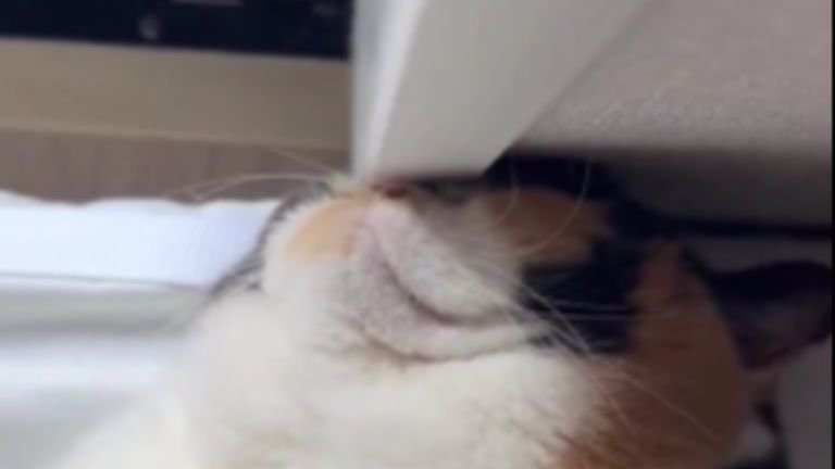 壁に顔を当てている猫