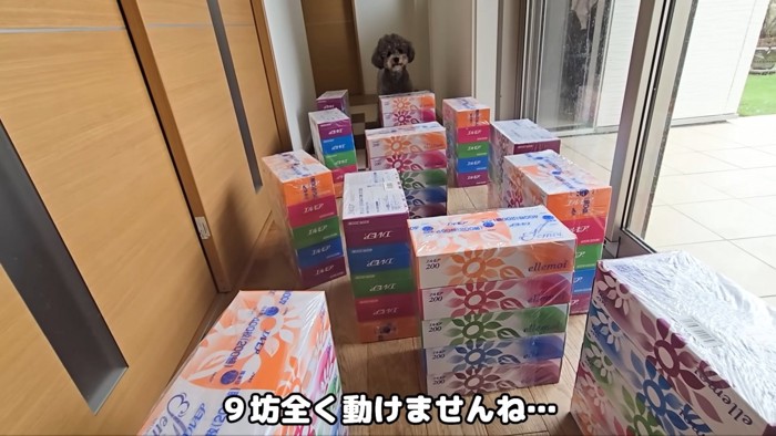 迷路を前に動けないきゅうちゃん