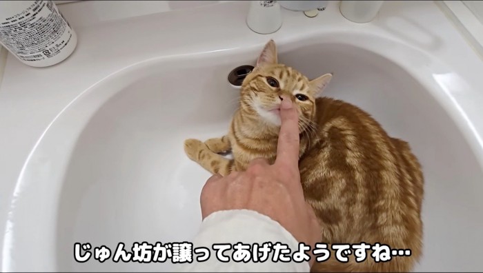 飼い主の指のにおいを嗅ぐ茶色の猫