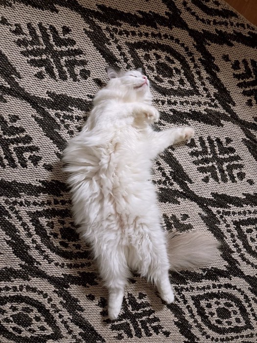 へそ天で寝る猫