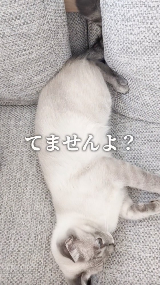 体を横に向けて寝る猫