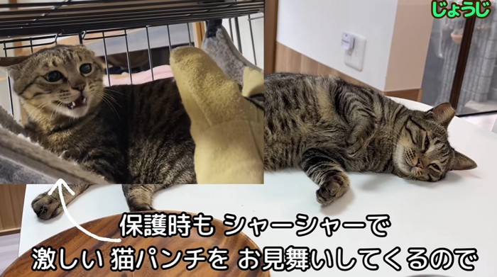 くつろいでいる猫と警戒している猫