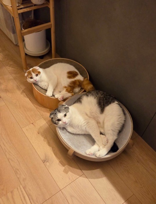 そばに置いてあるクッションの上にそれぞれ乗る2匹の猫