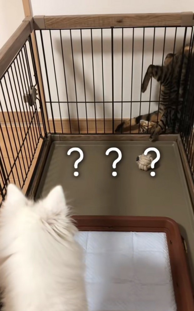 離れた場所から観察する犬