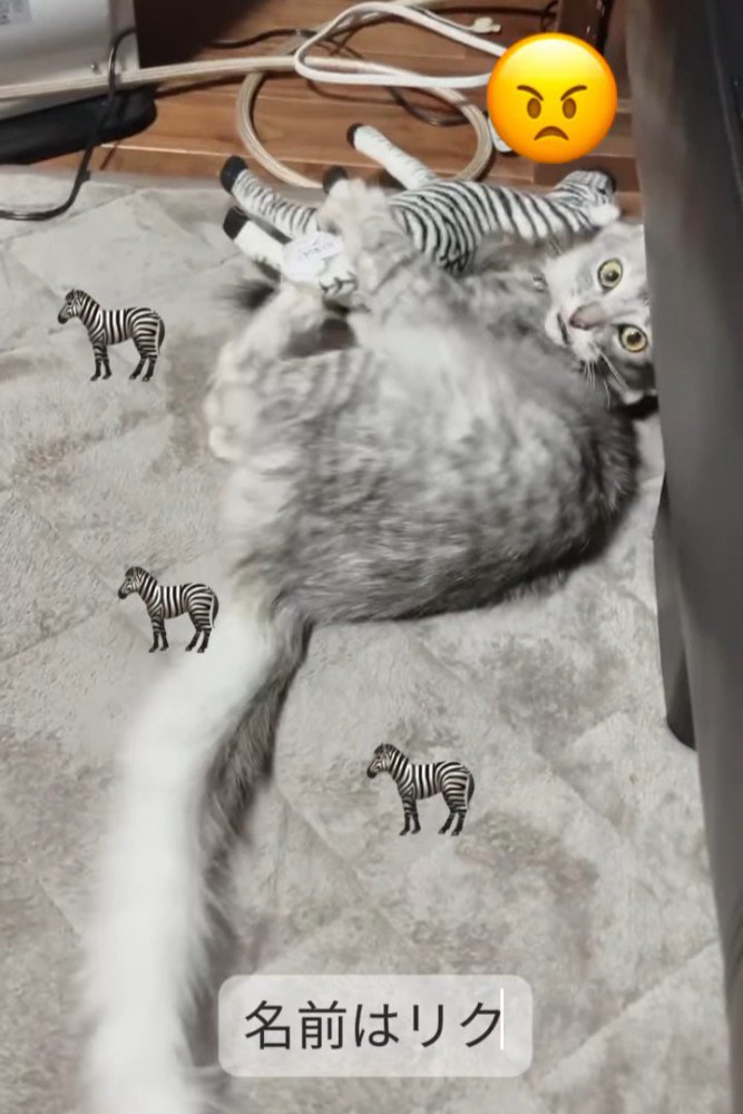 ぬいぐるみを抱える子猫