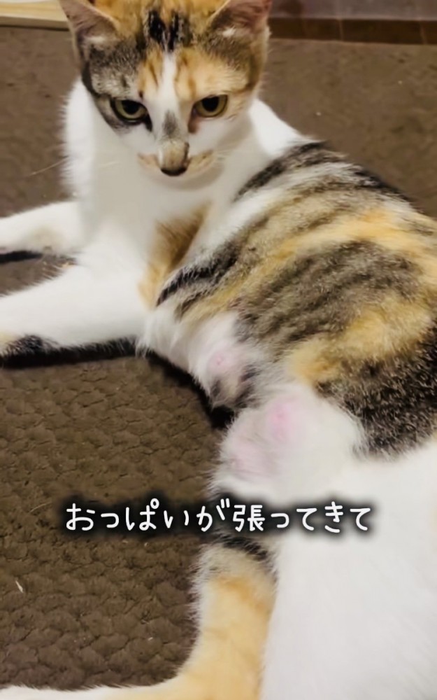 おっぱいの張った三毛猫