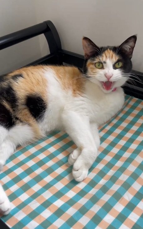 鳴いているミケ猫