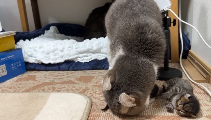 子猫を毛繕いするパパ