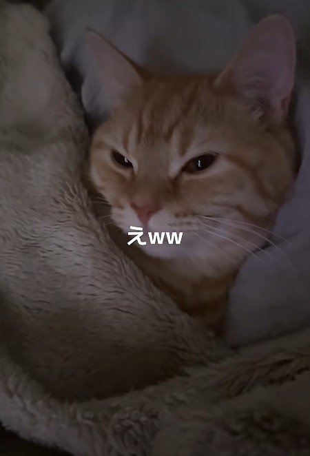 布団に入った猫