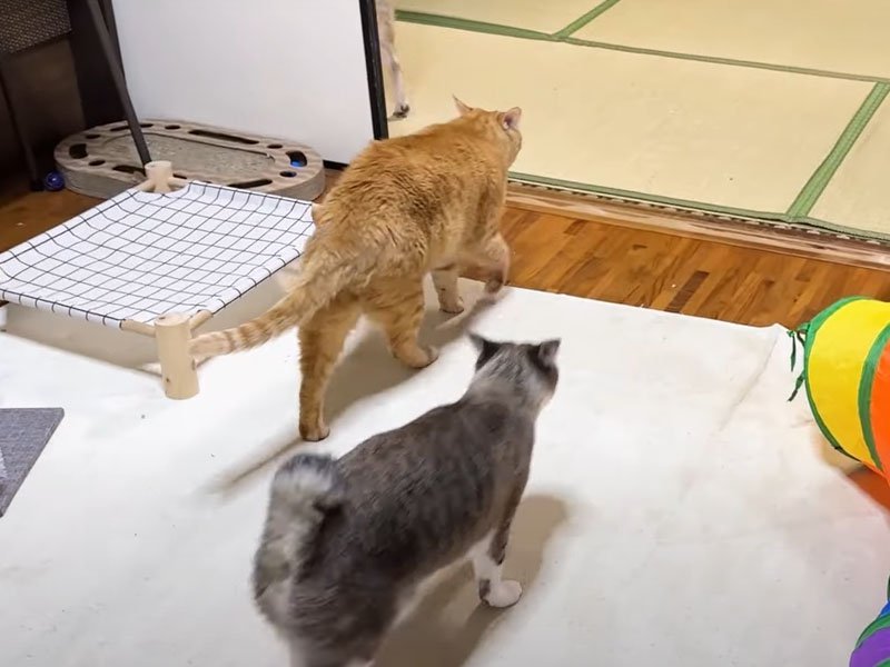 犬についていく猫