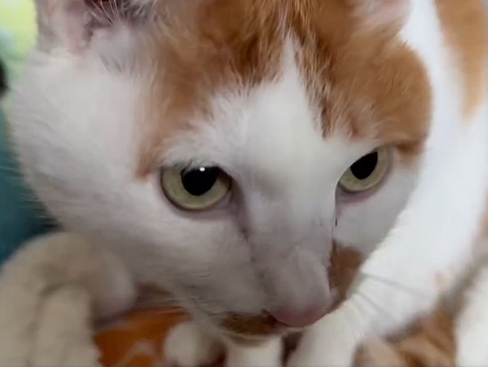 茶白猫の顔のアップ