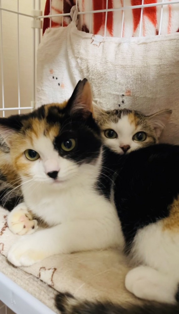 ケージの中で寄り添い合う2匹の三毛猫