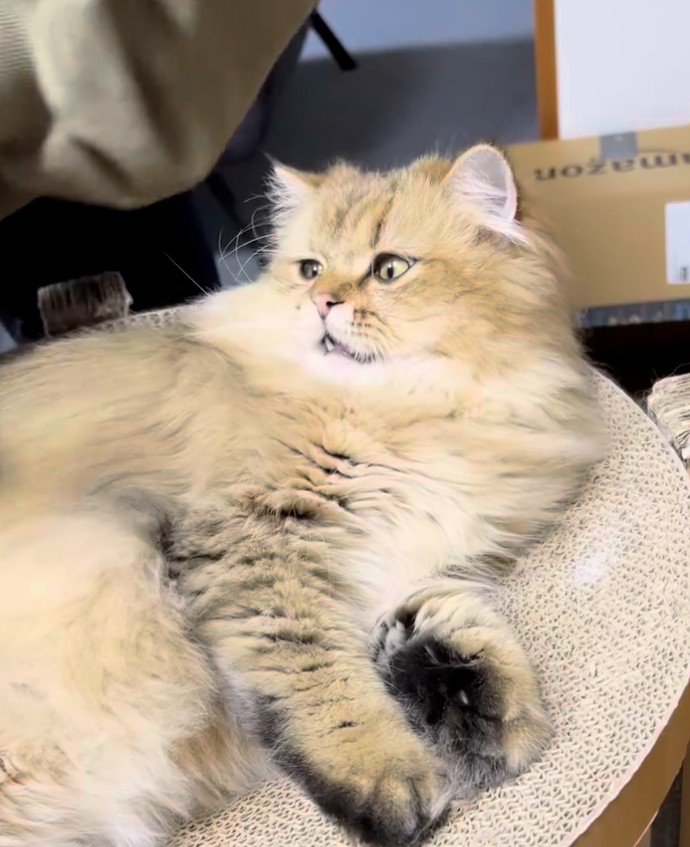 寝そべって左を向いている猫