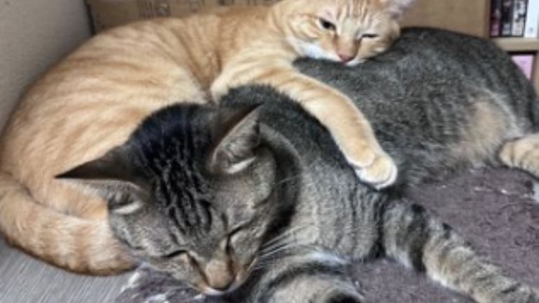 茶トラ猫とキジトラ猫