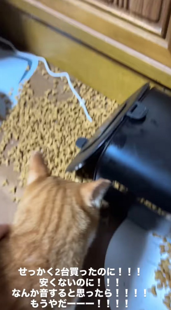 茶白猫をごはんから引き離す飼い主