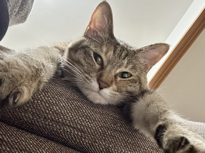 少し目を細め疲れた様子の猫