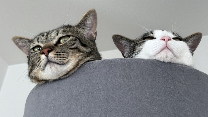 顔を出す2匹の猫