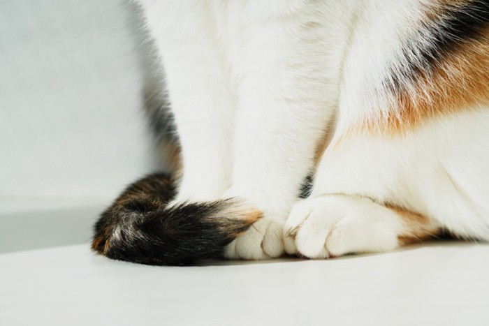 しっぽを畳む猫