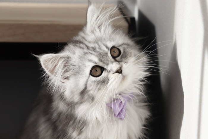 見上げる子猫