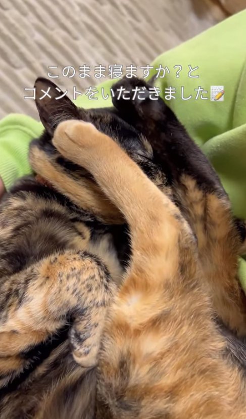 顔に両後ろ足を乗せている猫の上半身アップ