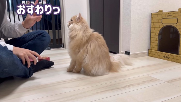 「おすわりっ」