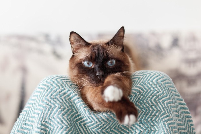 飼い主の膝の上でくつろぐ猫