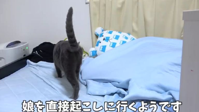 ベッドの上に乗る猫