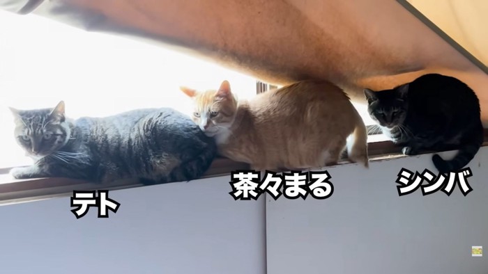 テロップ「テト・茶々まる・シンバ」