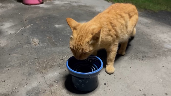 餌を食べる迷い猫