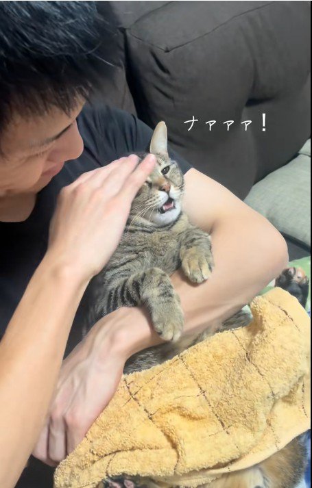 人に抱かれている猫