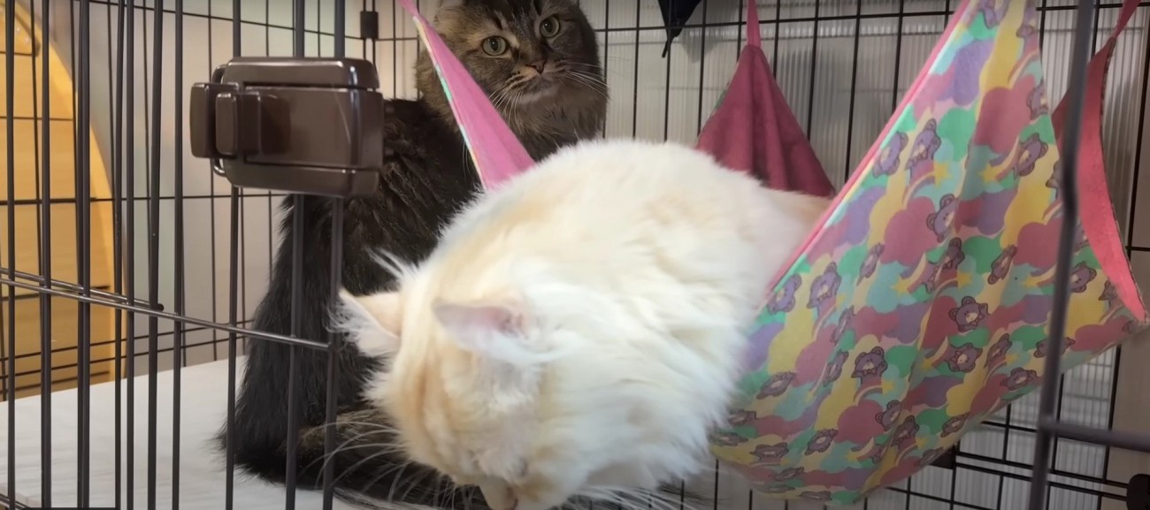 横になっている猫とそれを見ている猫%％母猫からの圧にも負けません