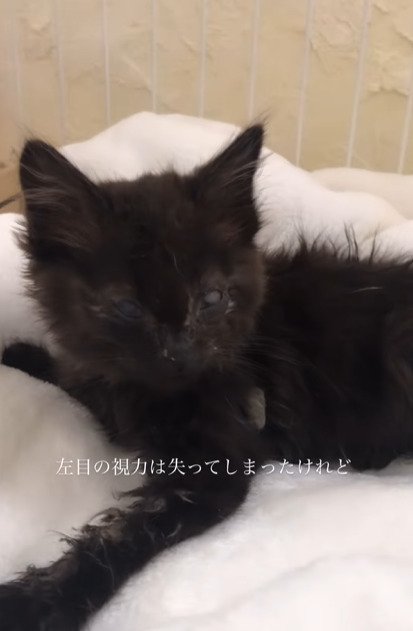 リラックスする子猫