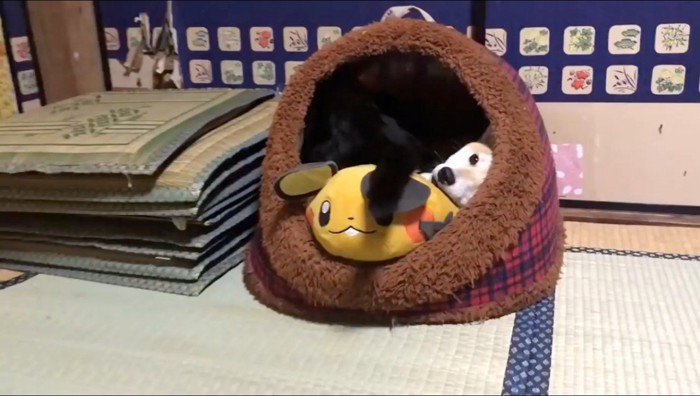 かまくら型のハウスの中に寝そべる犬