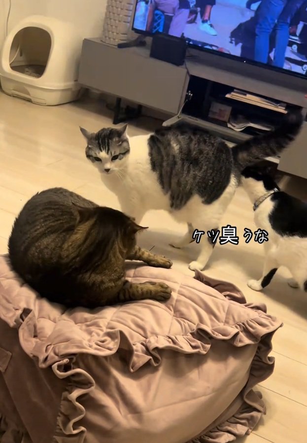 お尻の匂いを嗅ぐ猫