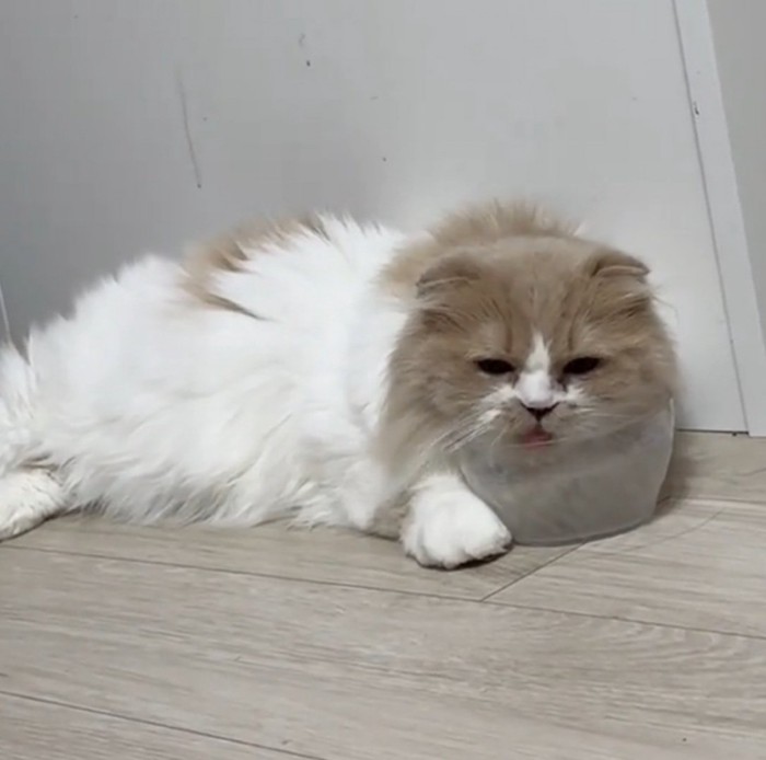 二日酔いみたいな猫