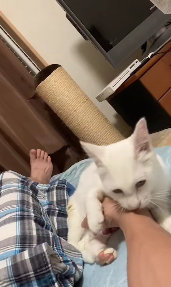 腕にしがみつく白猫