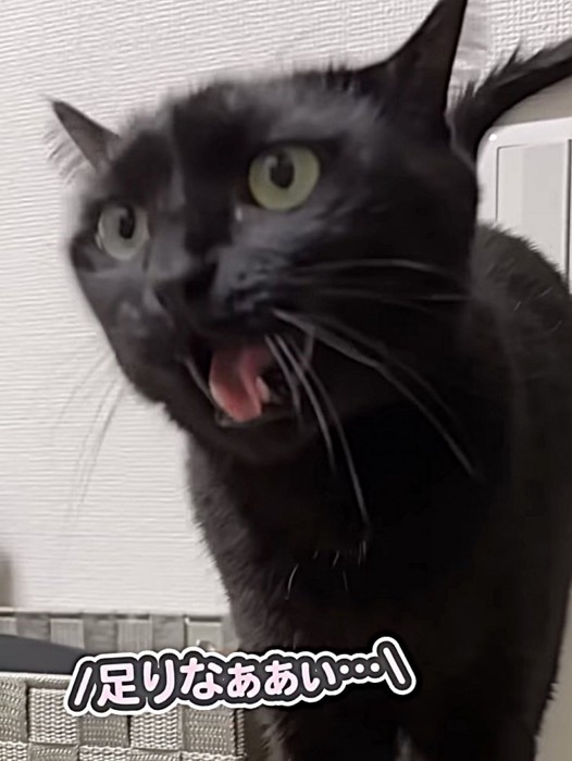 撫でるよう要求鳴きしている猫