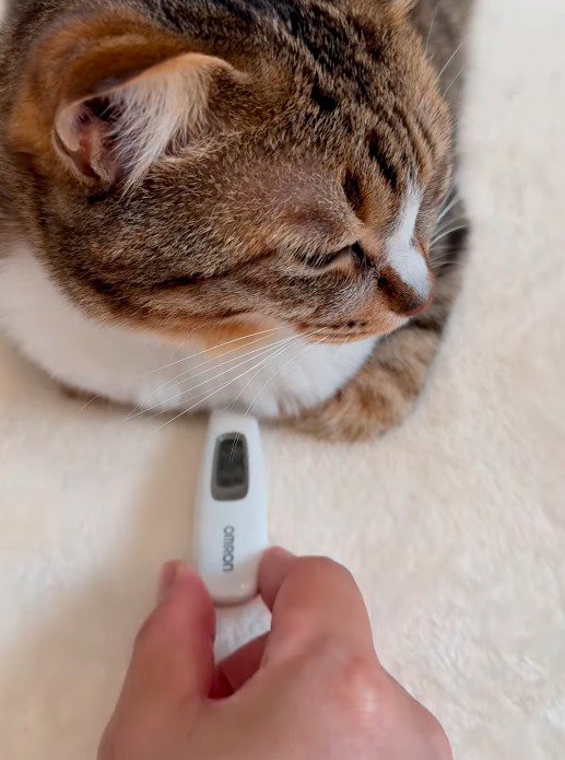 猫の胸の下から体温計を抜く飼い主