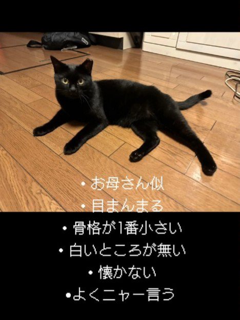 寝そべる猫