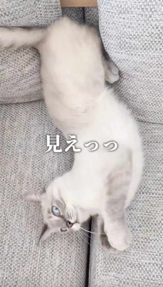 体を傾ける猫