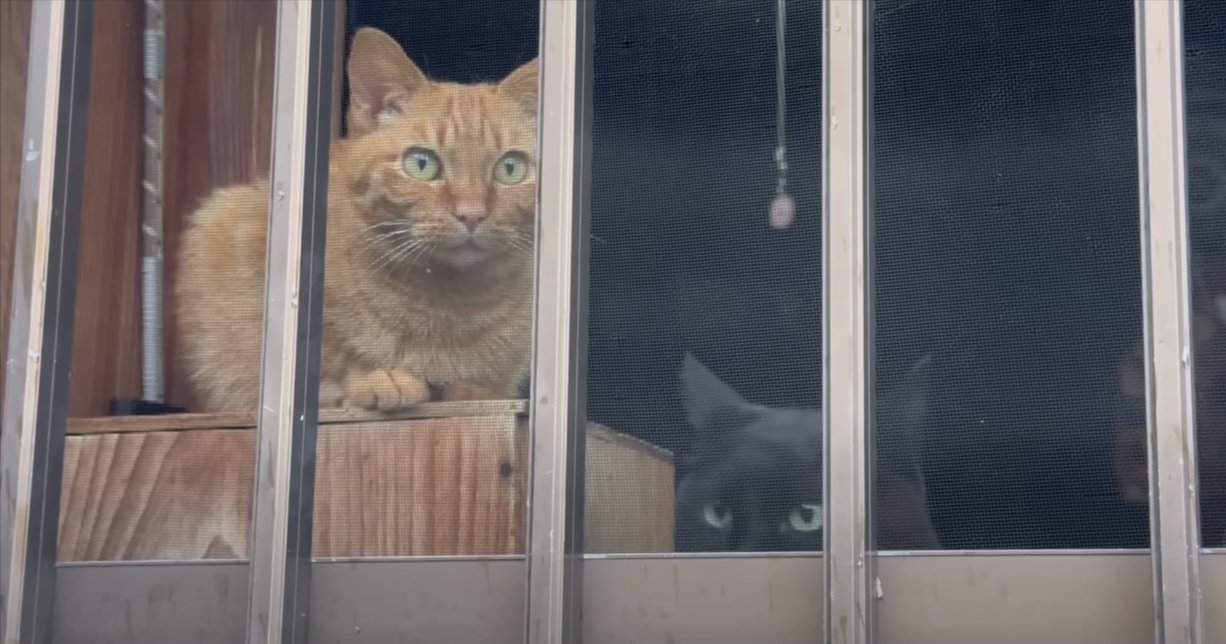 窓際で外を眺める茶トラと黒猫