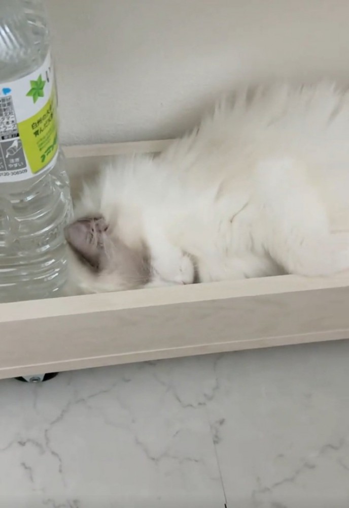 もう一度寝る猫