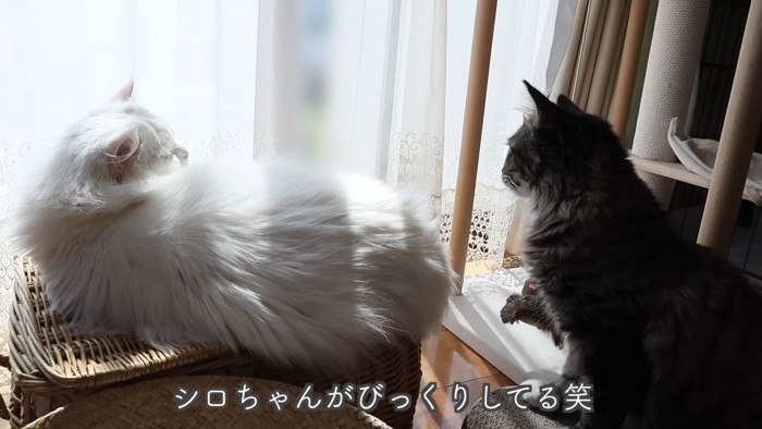 テロップ「シロちゃんがびっくりしてる」