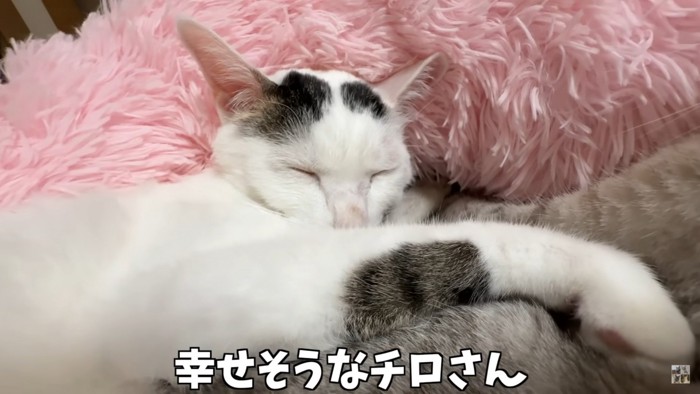 眠る猫